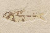 Three Bargain Knightia Fossil Fish - Wyoming #91574-1